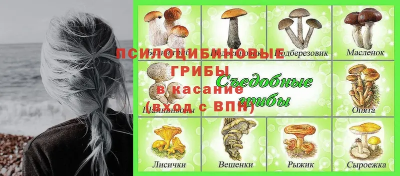 Псилоцибиновые грибы Psilocybine cubensis  Бокситогорск 